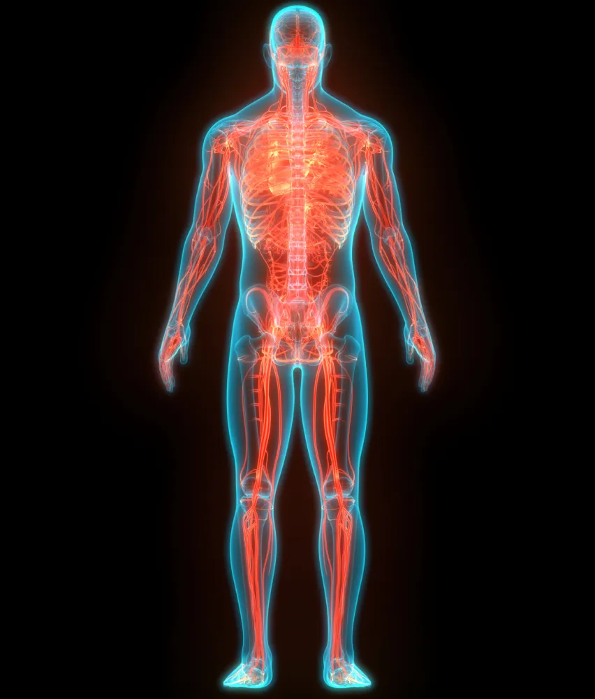 img what is a dexa scan r1 2x